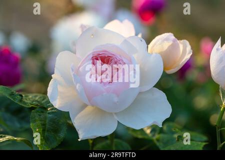 'Gentle Hermione, Ausrumba' Englische Rose, Engelsk ros (Rosa) Stockfoto