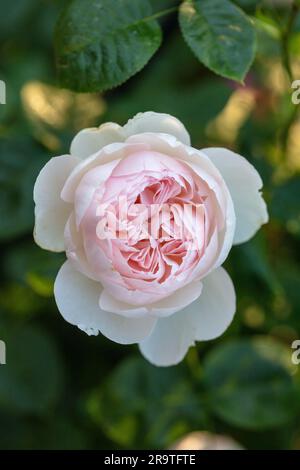 'Gentle Hermione, Ausrumba' Englische Rose, Engelsk ros (Rosa) Stockfoto