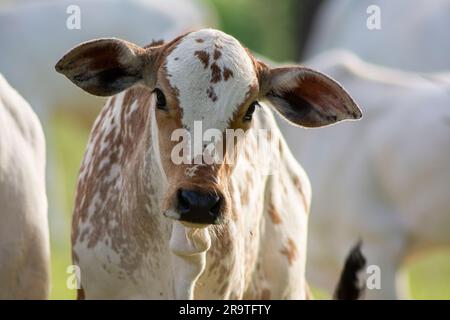 Nahaufnahme des wunderschönen und gesunden Nellore Kalbs, das bei Sonnenuntergang auf einer grünen Weide im brasilianischen Frühling grast. Rinderrinder bei Sonnenuntergang. Stockfoto