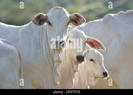 Aus nächster Nähe sehen Sie wunderschöne und gesunde Nellore Kälber, die bei Sonnenuntergang auf einer grünen Weide im brasilianischen Frühling weiden. Rinderrinder bei Sonnenuntergang Stockfoto