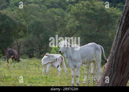 Nahaufnahme des wunderschönen und gesunden Nellore Kalbs, das bei Sonnenuntergang auf einer grünen Weide im brasilianischen Frühling grast. Rinderrinder bei Sonnenuntergang. Stockfoto