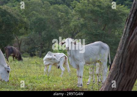 Aus nächster Nähe sehen Sie wunderschöne und gesunde Nellore Kälber, die bei Sonnenuntergang auf einer grünen Weide im brasilianischen Frühling grasen. Rinderrinder bei Sonnenuntergang. Stockfoto