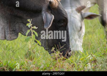 Aus nächster Nähe sehen Sie eine Nellore-Kühe mit ihren Köpfen, die während des Sonnenuntergangs grünes Gras in der Landschaft Brasiliens essen. Die Rinderzucht ist ein Sektor von großer Ökologie Stockfoto
