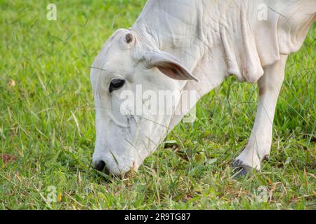 Aus nächster Nähe sehen Sie eine Nellore-Kuh mit dem Kopf nach unten, die während des Sonnenuntergangs grünes Gras in der Landschaft Brasiliens isst. Die Rinderzucht ist ein Sektor von großem Ökono Stockfoto