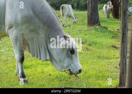 Nahaufnahme eines Nellore-Bullen mit dem Kopf nach unten, der während des Sonnenuntergangs grünes Gras in der Landschaft Brasiliens isst. Die Rinderzucht ist ein Sektor mit großem Ökon Stockfoto
