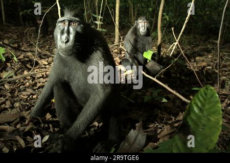 Porträt von zwei Personen von Sulawesi-Schwarzkammmakaken (Macaca nigra) am Boden im Naturschutzgebiet Tangkoko, North Sulawesi, Indonesien. Der Klimawandel könne allmählich das Verhalten und den Fortpflanzungszyklus dieser bedrohten Art verändern und gleichzeitig ihre Lebensraumtauglichkeit verringern, was sie zwingen könnte, sichere Lebensräume zu verlassen und potenziellen Konflikten mit Menschen ausgesetzt zu sein, sagen Wissenschaftler. Ohne die Erwärmung haben die Primaten bereits unter dem anthropogenen Druck gelitten, der dazu geführt hat, dass bis zu 93 % der Spezies einen Rückgang der Population und etwa 68 % auf en aufweisen Stockfoto