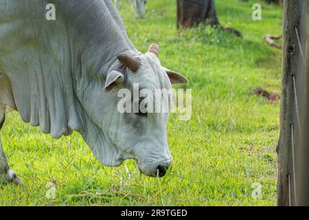 Nahaufnahme eines Nellore-Bullen mit dem Kopf nach unten, der während des Sonnenuntergangs grünes Gras in der Landschaft Brasiliens isst. Die Rinderzucht ist ein Sektor mit großem Ökon Stockfoto