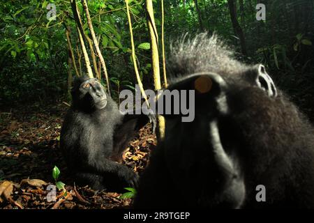 Porträt von zwei Individuen des Sulawesi-Schwarzhaubenmakaken (Macaca nigra), die auf dem Boden im Tangkoko Nature Reserve, Nord-Sulawesi, Indonesien, sitzen. Der Klimawandel kann das Verhalten und den Fortpflanzungszyklus dieser bedrohten Art allmählich verändern und gleichzeitig ihre Habitattauglichkeit verringern, was sie zwingen könnte, aus sicheren Lebensräumen zu ziehen und potenzielle Konflikte mit Menschen zu bewältigen, sagen Wissenschaftler. Ohne die Erwärmungstemperatur haben Primaten bereits unter dem zunehmenden anthropogenen Druck gelitten, was dazu führte, dass bis zu 93% Arten eine rückläufige Population haben und etwa 68%... Stockfoto