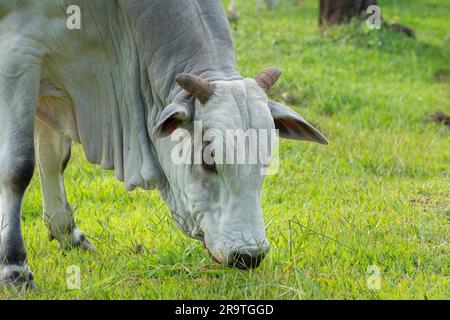 Nahaufnahme eines Nellore-Bullen mit dem Kopf nach unten, der während des Sonnenuntergangs grünes Gras in der Landschaft Brasiliens isst. Die Rinderzucht ist ein Sektor mit großem Ökon Stockfoto