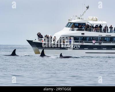 Orcinus Orca, eine Gruppe von transienten Killerwalen, in der Nähe eines Walbeobachtungsboots im Monterey Bay Marine Sanctuary, Kalifornien. Stockfoto