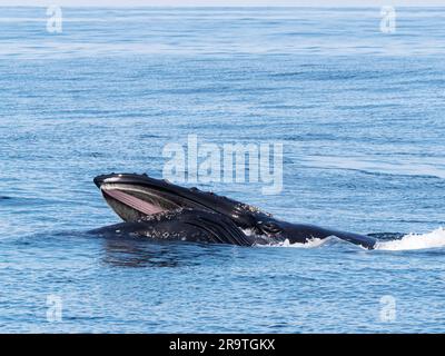 Ein erwachsener Buckelwal, Megaptera novaeangliae, Ausfallschritt an der Oberfläche im Monterey Bay Marine Sanctuary. Stockfoto