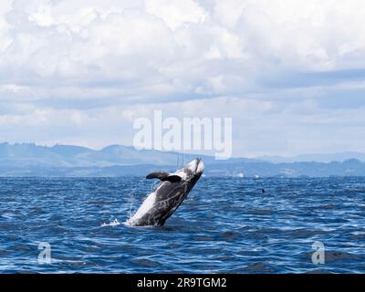 Erwachsener Risso-Delfin, Grampus griseus, springt in die Luft im Monterey Bay Marine Sanctuary, Kalifornien, USA. Stockfoto