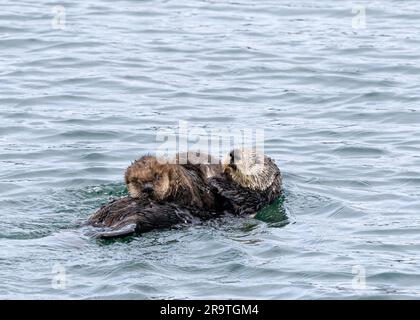 Enhydra lutris, Mutter und Welpen, im Monterey Bay National Marine Sanctuary, Kalifornien, USA. Stockfoto