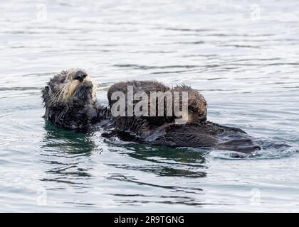 Enhydra lutris, Mutter und Welpen, im Monterey Bay National Marine Sanctuary, Kalifornien, USA. Stockfoto