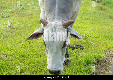 Nahaufnahme eines Nellore-Bullen mit dem Kopf nach unten, der während des Sonnenuntergangs grünes Gras in der Landschaft Brasiliens isst. Die Rinderzucht ist ein Sektor mit großem Ökon Stockfoto