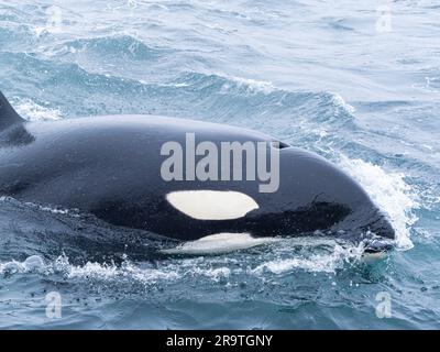 Killerwal, Orcinus Orca, Monterey Bay Marine Sanctuary, Kalifornien, USA Stockfoto