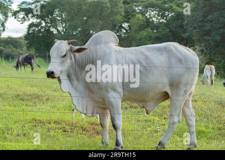 Seitenansicht des starken und großen Nelore-Bullen auf grüner Weide auf der Farm der Rinderzucht. Stockfoto