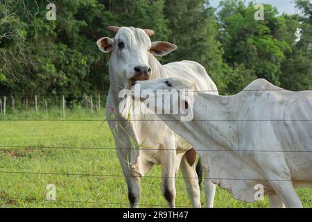 Bullen und Nellore-Kühe nebeneinander neben dem Zaun auf einer Farm bei Sonnenuntergang. Rinderrinder auf grüner Weide im Frühling mit Bäumen im Hintergrund. Stockfoto