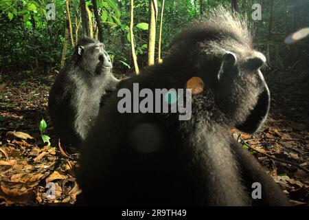 Seitenporträt zweier Personen von Sulawesi-Schwarzkammmakaken (Macaca nigra), die am Boden im Naturschutzgebiet Tangkoko, North Sulawesi, Indonesien, sitzen. Der Klimawandel könne allmählich das Verhalten und den Fortpflanzungszyklus dieser bedrohten Art verändern und gleichzeitig ihre Lebensraumtauglichkeit verringern, was sie zwingen könnte, sichere Lebensräume zu verlassen und potenziellen Konflikten mit Menschen ausgesetzt zu sein, sagen Wissenschaftler. Ohne die Erwärmung haben die Primaten bereits unter dem anthropogenen Druck gelitten, der dazu geführt hat, dass bis zu 93 % der Arten einen Rückgang der Population und etwa 68 % aufweisen Stockfoto