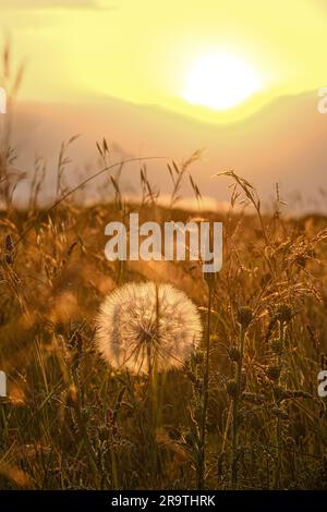 Riesiger und großer Löwenzahn in der Sonne an einem sonnigen Tag in der goldenen Stunde des Sonnenuntergangs. Schöner Kontrast und orangefarbene Farbpalette Stockfoto