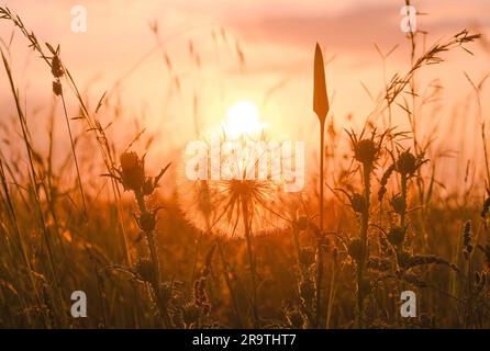 Riesiger und großer Löwenzahn in der Sonne an einem sonnigen Tag in der goldenen Stunde des Sonnenuntergangs. Schöner Kontrast und orangefarbene Farbpalette Stockfoto