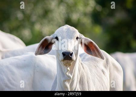 Nahaufnahme von Nellore calv an sonnigen Tagen im tropischen Sommer. Stockfoto