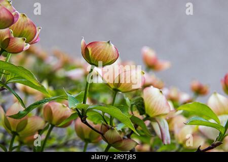Frühlingsblüten auf einem Hundeholzbaum Stockfoto