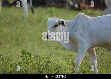 Nahaufnahme des wunderschönen und gesunden Nellore Kalbs, das bei Sonnenuntergang auf einer grünen Weide im brasilianischen Frühling grast. Rinderrinder bei Sonnenuntergang. Stockfoto