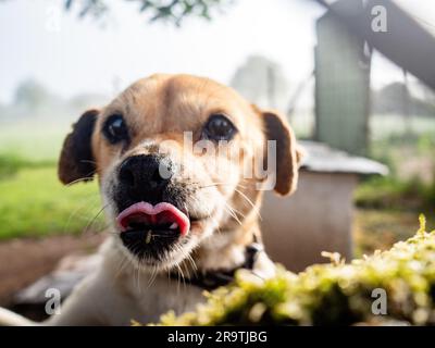 29. Mai 2023, in der Nähe von Lugo, Spanien: Ein kleiner Hund wird gesehen, der die vorbeiziehenden Pilger beobachtet. Der Camino de Santiago (der Weg von St. James) ist ein großes Netz alter Pilgerrouten, die sich durch ganz Europa erstrecken und am Grab von St. James (Santiago auf Spanisch) in Santiago de Compostela im Nordwesten Spaniens. Der Camino Primitivo ist die originale und älteste Wallfahrtsroute. Es verbindet Oviedo mit Santiago de Compostela. Es ist eine der harten Routen, aber auch eine der attraktivsten jakobinischen Routen. 2015 wurde es von der UNO zum Weltkulturerbe erklärt Stockfoto