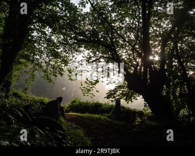 29. Mai 2023, in der Nähe von Lugo, Spanien: Ein Pilger, der an einem nebligen Morgen in der Natur ruht. Der Camino de Santiago (der Weg von St. James) ist ein großes Netz alter Pilgerrouten, die sich durch ganz Europa erstrecken und am Grab von St. James (Santiago auf Spanisch) in Santiago de Compostela im Nordwesten Spaniens. Der Camino Primitivo ist die originale und älteste Wallfahrtsroute. Es verbindet Oviedo mit Santiago de Compostela. Es ist eine der harten Routen, aber auch eine der attraktivsten jakobinischen Routen. Im Jahr 2015 wurde es von UNE zum Weltkulturerbe erklärt Stockfoto