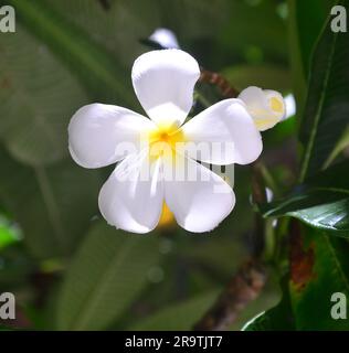 Frangipani Plumeria Blume in Thailand, Unterfamilie Rauvolfioideae, zur Familie Apocynaceae. Stockfoto