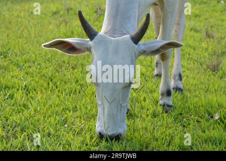 Aus nächster Nähe sehen Sie eine Nellore-Kuh mit dem Kopf nach unten, die während des Sonnenuntergangs grünes Gras in der Landschaft Brasiliens isst. Die Rinderzucht ist ein Sektor von großem Ökono Stockfoto