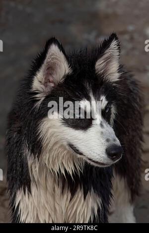 Sibirischer Husky. Die zweilagige isolierte Beschichtung bietet hervorragenden Kälteschutz Stockfoto