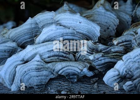 Schöne Nahaufnahme von Baumschalen-Pilzen Stockfoto