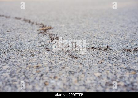 Hintergrund, Ameisen laufen, Probleme mit Ameisen im Haus Stockfoto