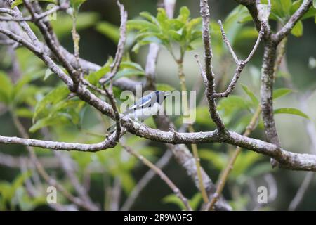 Schwarzkehlchen-Blauschimmelpilz (Setophaga caerulescens) in Jamaika Stockfoto