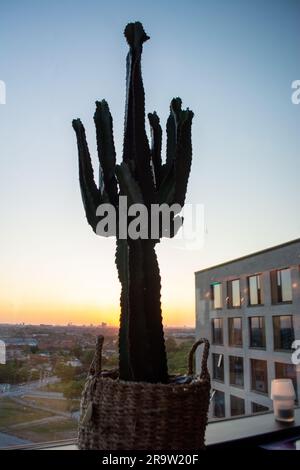 Einzelner Kaktus in einer Sky Bar mit Blick auf einen Teil von Kopenhagen Stockfoto