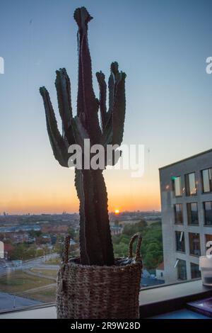 Einzelner Kaktus in einer Sky Bar mit Blick auf einen Teil von Kopenhagen Stockfoto