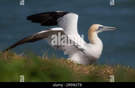 Ein Nahporträt eines nördlichen Gannet, Morus bassanus, der gerade von den Klippen abhebt. Die Flügel sind in aufrechter Position. Stockfoto