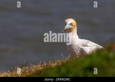 Ein Nahporträt eines nördlichen Gannet, Morus bassanus, der auf den Klippen sitzt, während er Nistmaterial sammelt. Sie starrt nach vorne und t Stockfoto