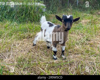 Kleines Ziegenbaby im Sommer. Nutztiere. Stockfoto