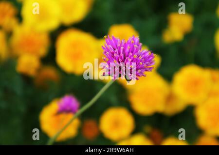 Nahaufnahme von Feuerwerk Blume oder Gomphrena pulchella mit verschwommenen Marigolds im Hintergrund Stockfoto