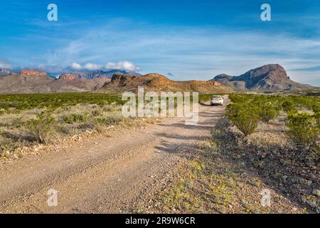 Glenn Spring Road, Chisos Mountains auf der linken Seite, Nugent Mountain auf der rechten Seite, Wüstenmarigolds in Blüte, Chihuahuan Wüste, Big Bend Nationalpark, Texas USA Stockfoto