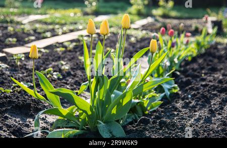 Tulpen im Garten am Morgen im Frühjahr Stockfoto