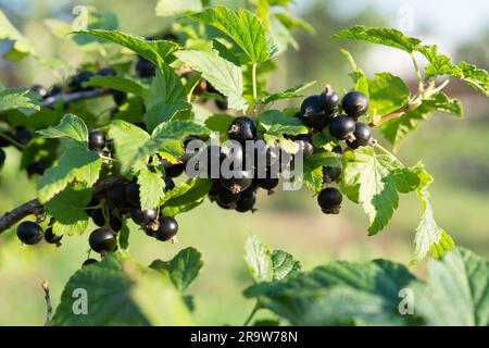 Reife und saftige schwarze Johannisbeeren mit grünen Blättern auf dem Zweig im Garten und grünem Hintergrund. Anbau von Bio-Beeren. Natürliche Vitamine. De Stockfoto