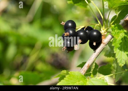 Ein Haufen reifer schwarzer Johannisbeeren mit grünen Blättern auf dem Zweig im Garten und grünem Hintergrund. Anbau von Bio-Beeren. Natürliche Vitamine. E Stockfoto