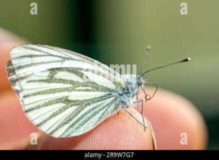 Aporia crataegi Schmetterling auf Hand Makrofoto Stockfoto