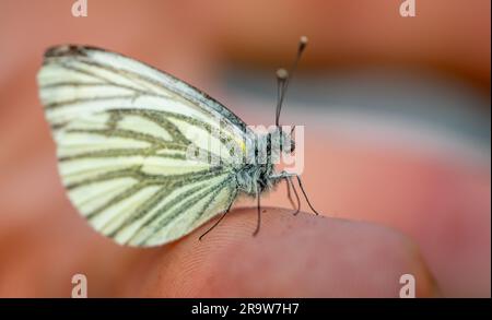 Aporia crataegi Schmetterling auf Hand Makroshot 01 Stockfoto