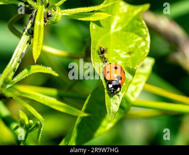 marienkäfer auf grünem Blatt im Garten Stockfoto