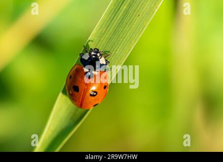 Marienkäfer auf einem Grashalm Stockfoto